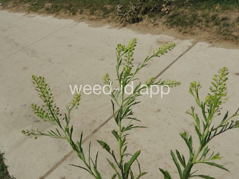 pepperweed, Virginia